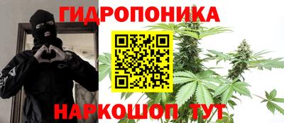 шишки Изобильный